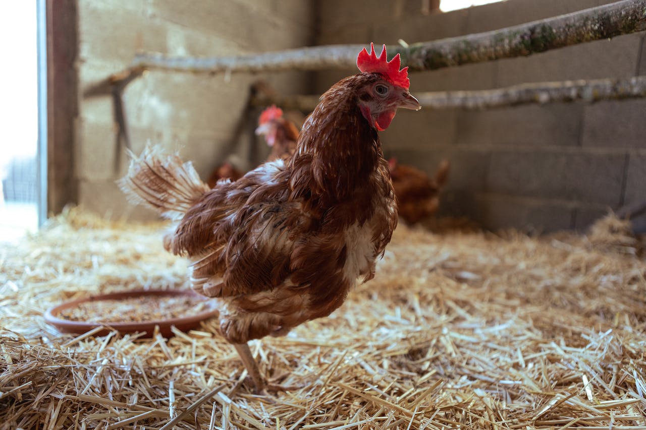 Essential Chicken Keeping Supplies The Complete Checklist for New Owners